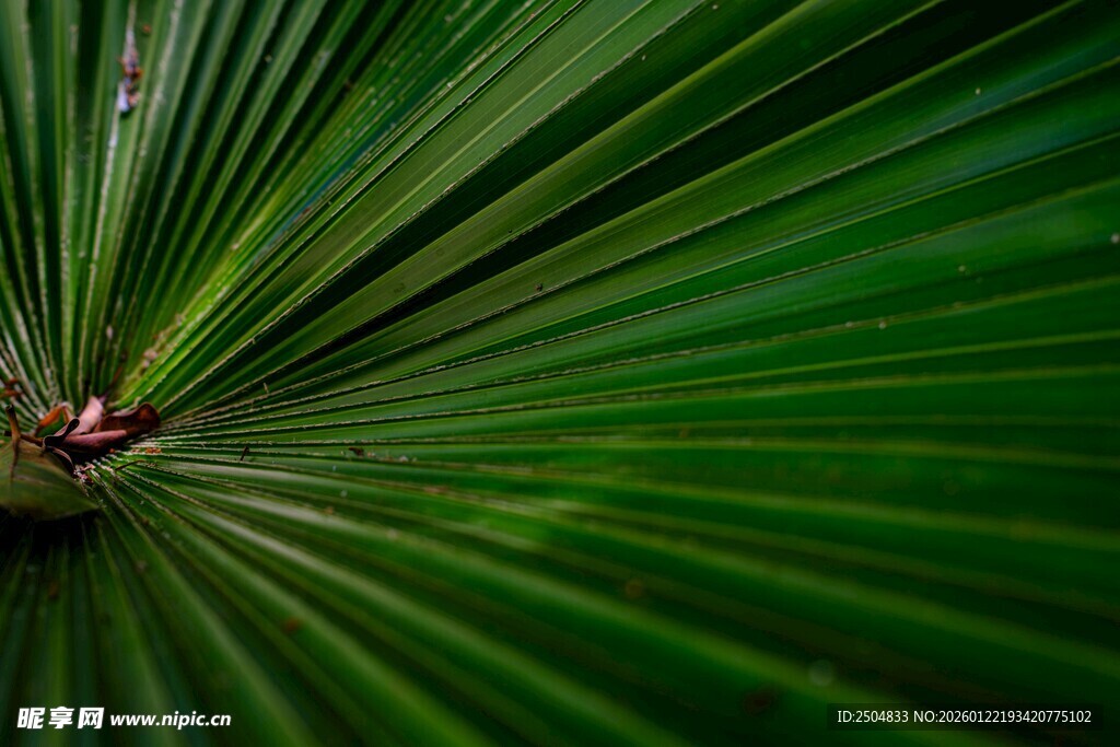 扇形绿叶特写