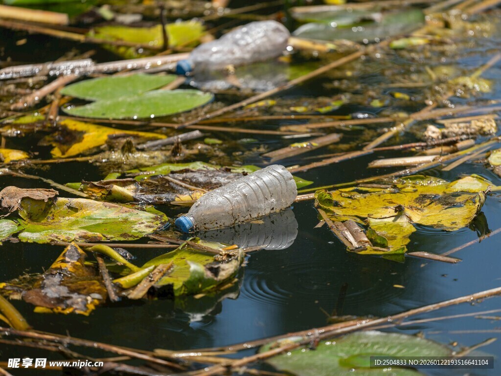 池塘中的水生植物与昆虫