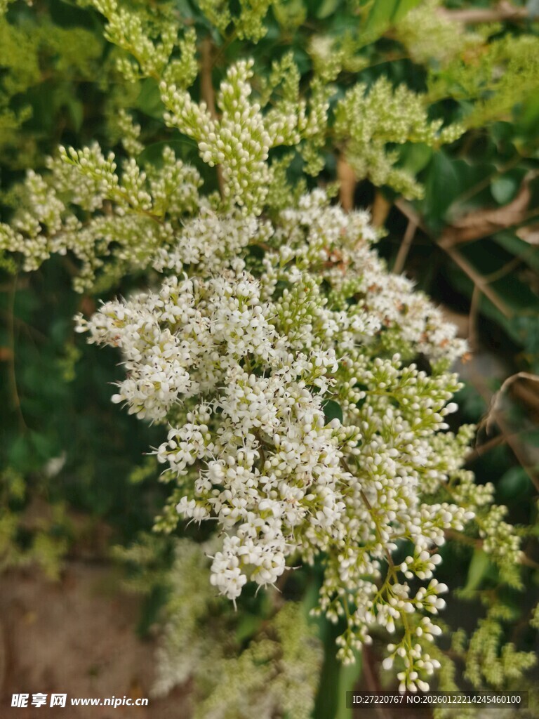 白色小花植物特写
