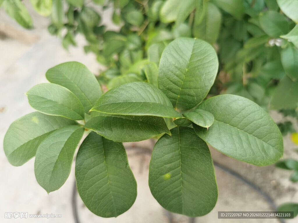 嫩绿花生植株特写 番石榴叶
