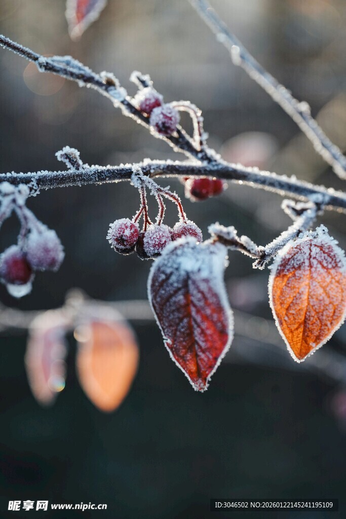 霜中彩叶尽显冬日之美