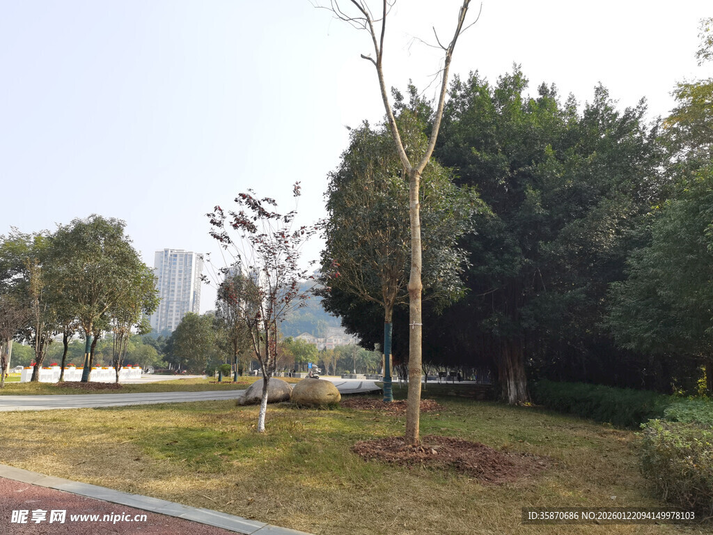 城市公园绿树景致