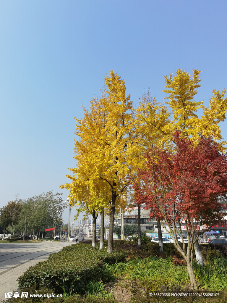秋日路边多彩树木美景