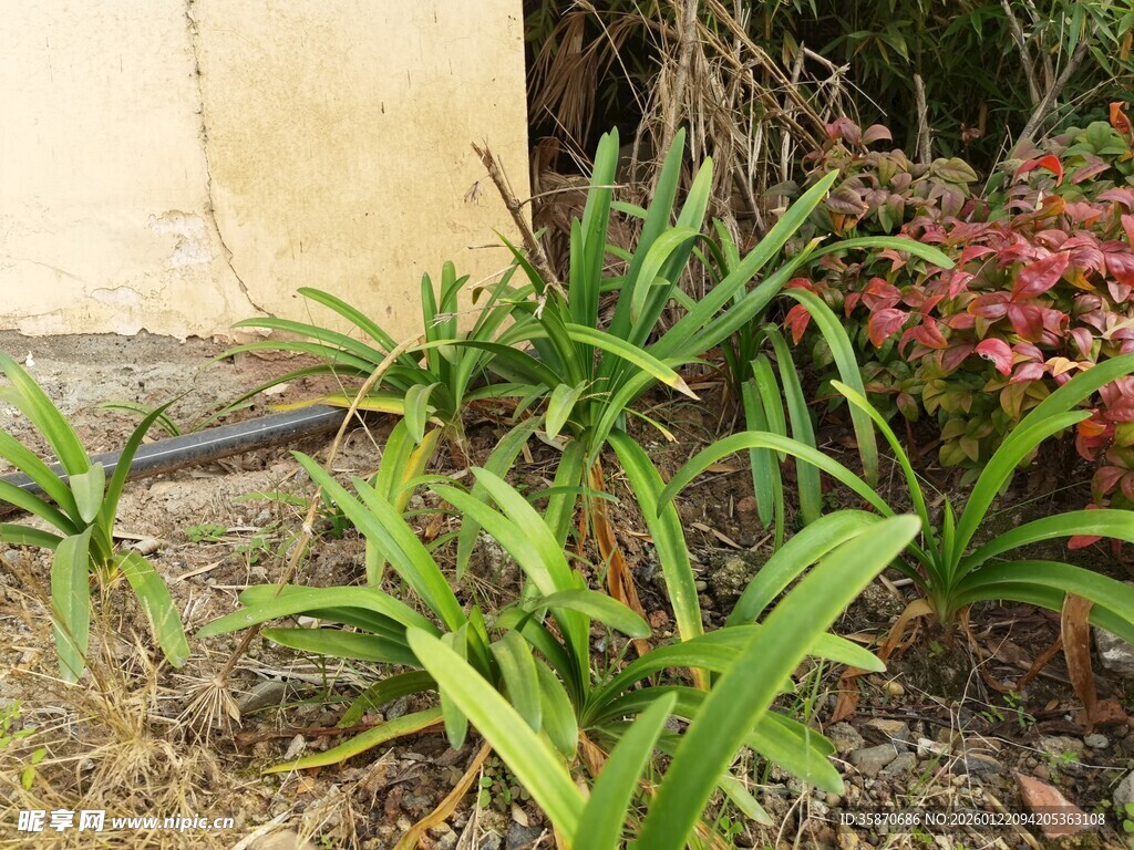 庭院中的翠绿植物