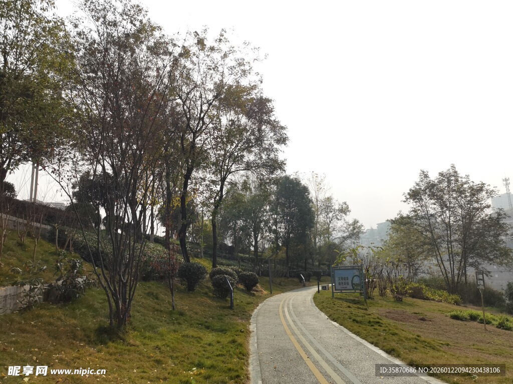 林间蜿蜒小路风景