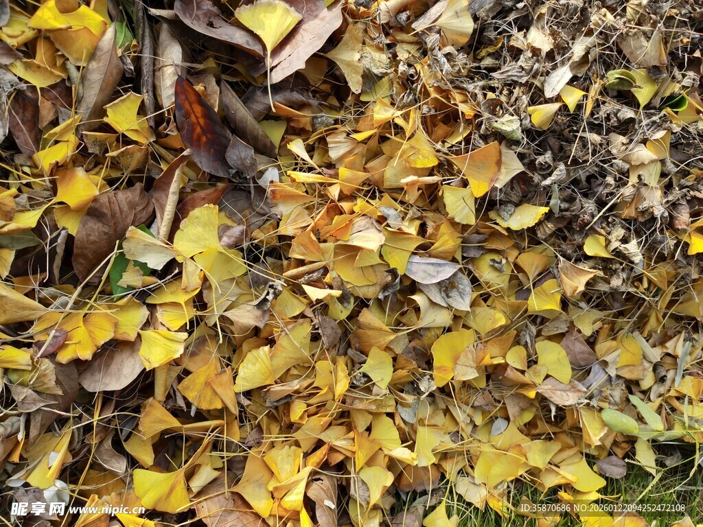 金黄银杏落叶铺满地面