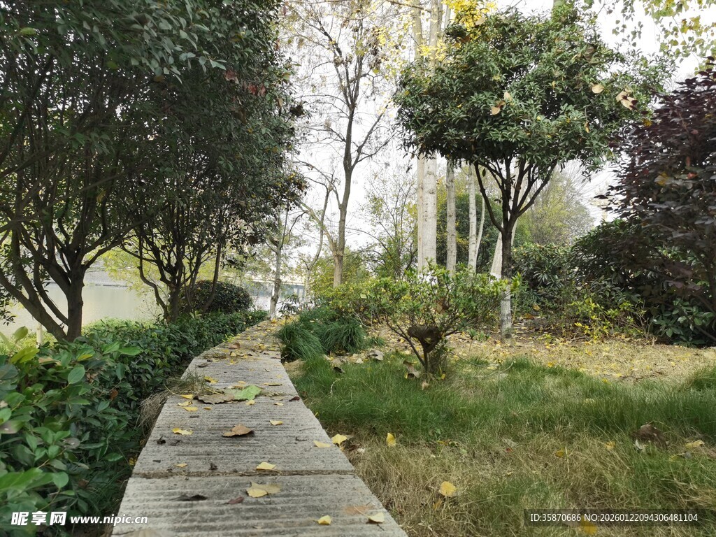 林间漫步小径自然景致