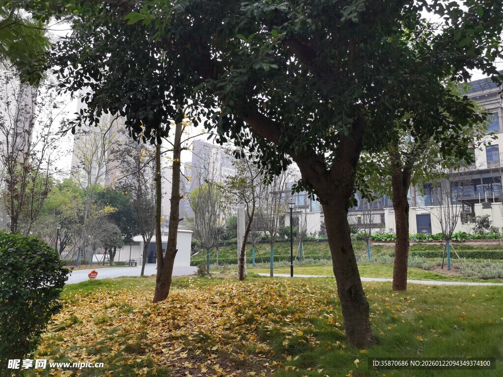 公园绿树草地景致