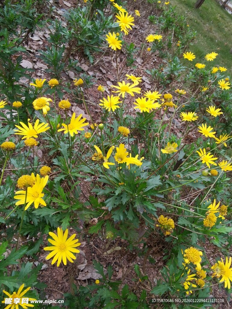 草地中的黄色小花绽放