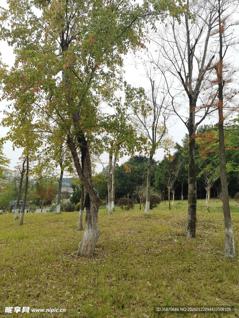 秋日林间草地风景