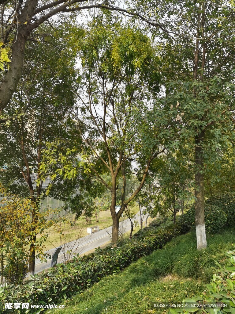 林间小径旁的葱郁景致