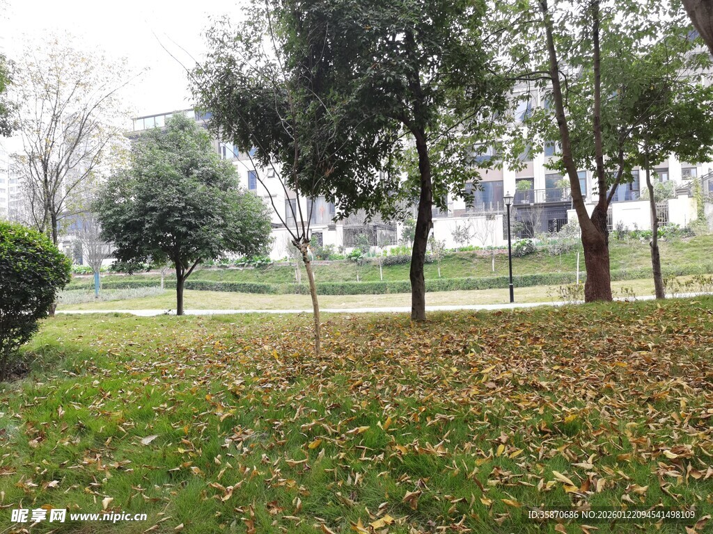 秋日公园草地树木景致