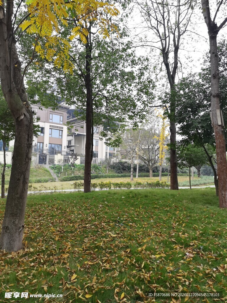 秋日林间草地静谧景致