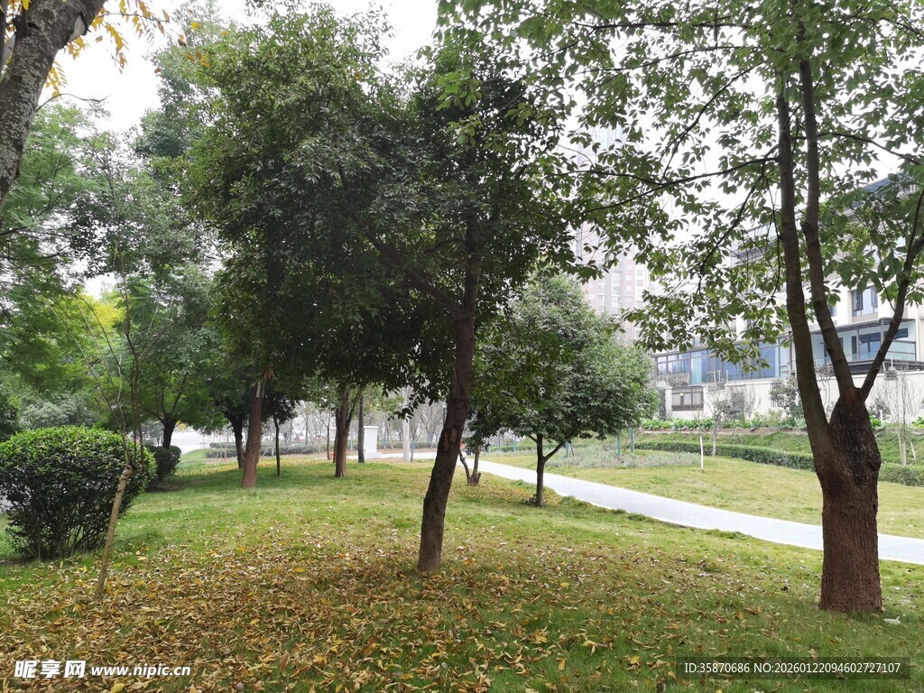 公园绿树成荫的宁静景致