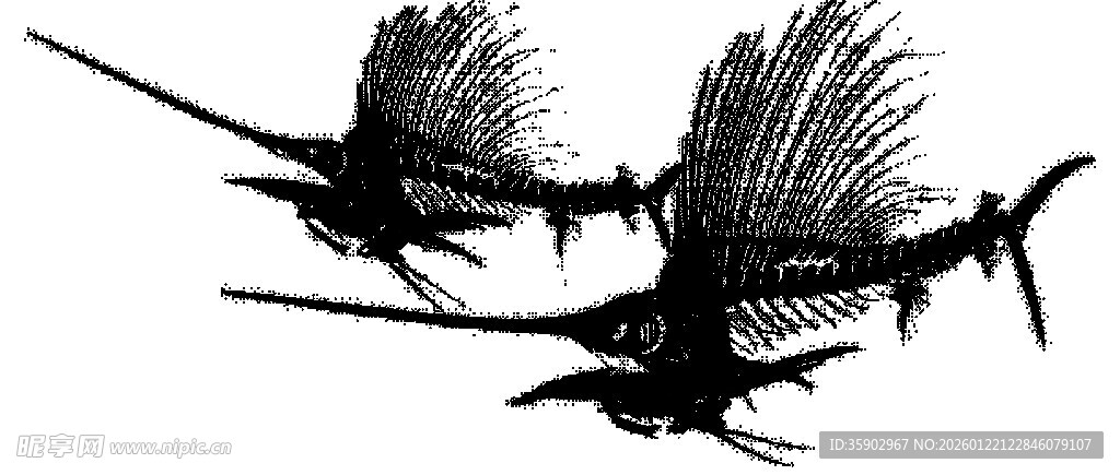 双剑鱼在水中游动