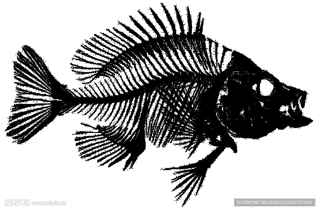 鱼的骨骼结构黑白插画