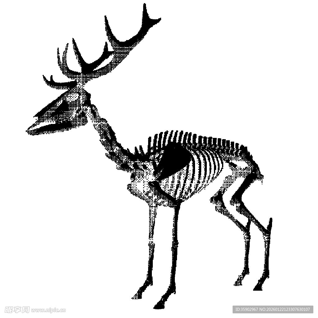 鹿的骨骼结构示意图