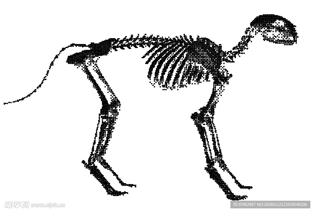 猫的骨骼结构展示