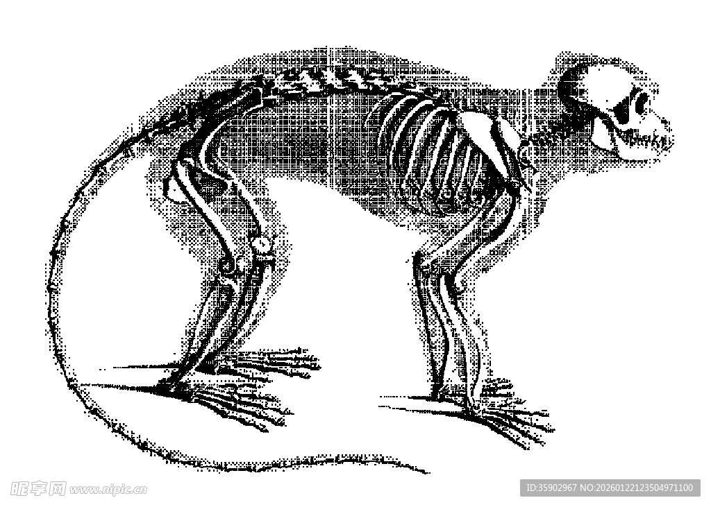 猴子骨骼图