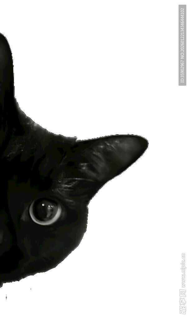 黑猫好奇眼神特写