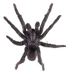 黑色大蜘蛛特写