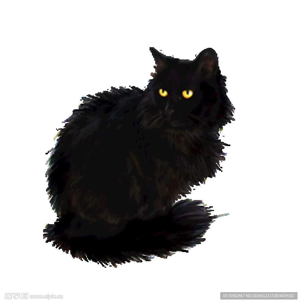 黑猫蹲坐眼神明亮