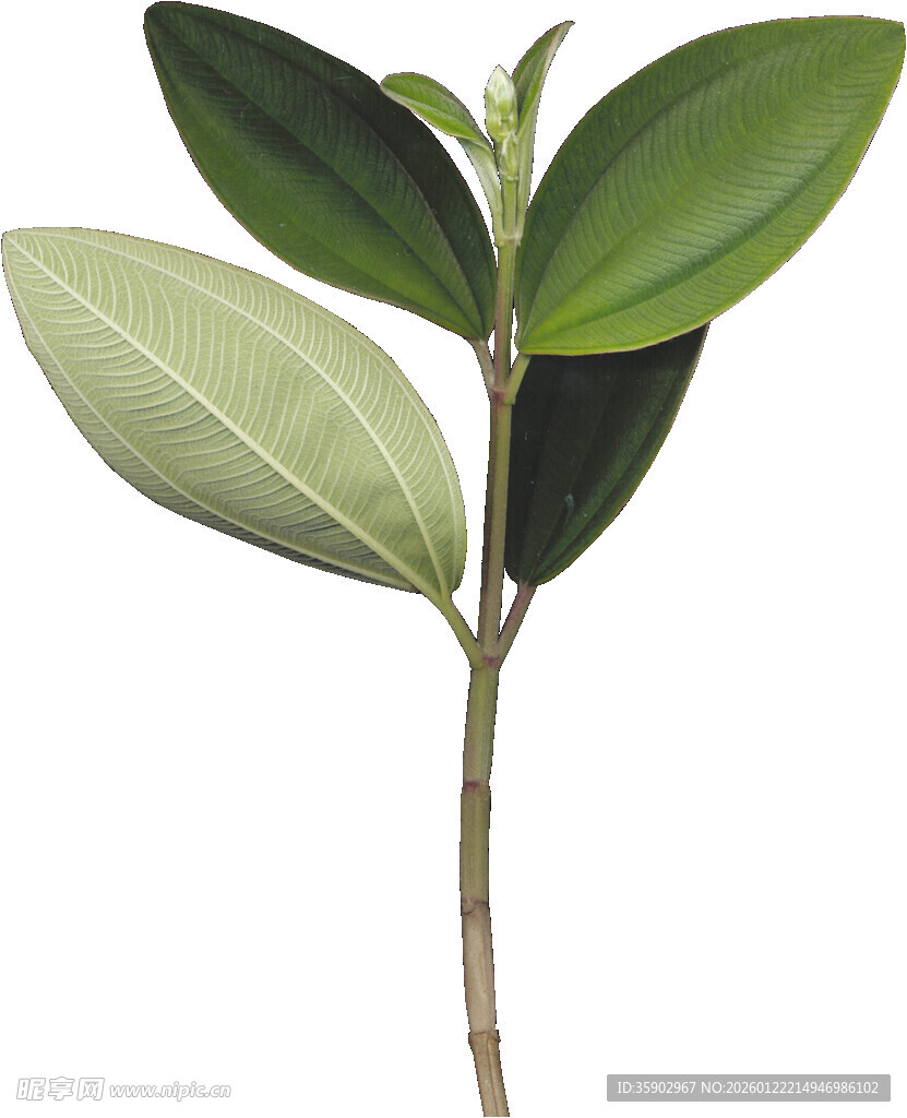 嫩绿植物枝叶特写