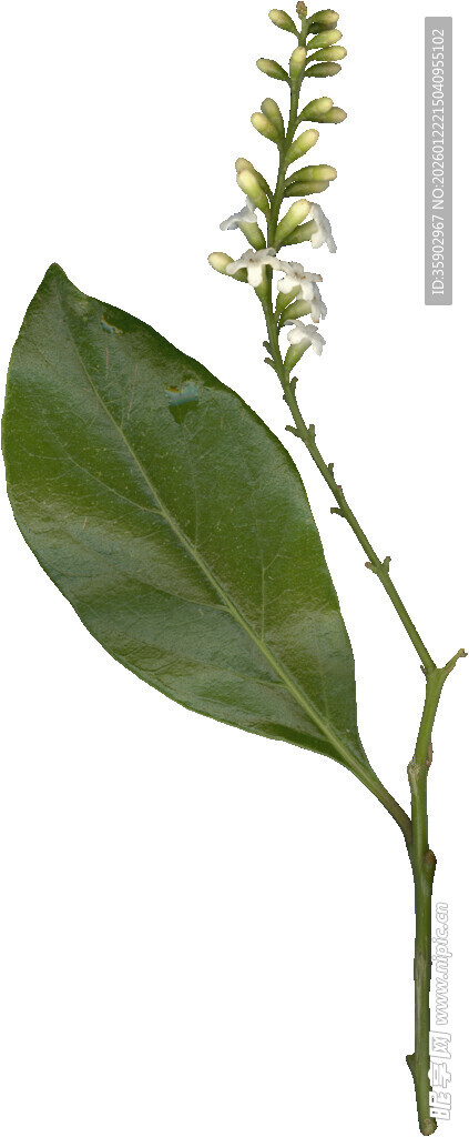 绿叶白花植物特写