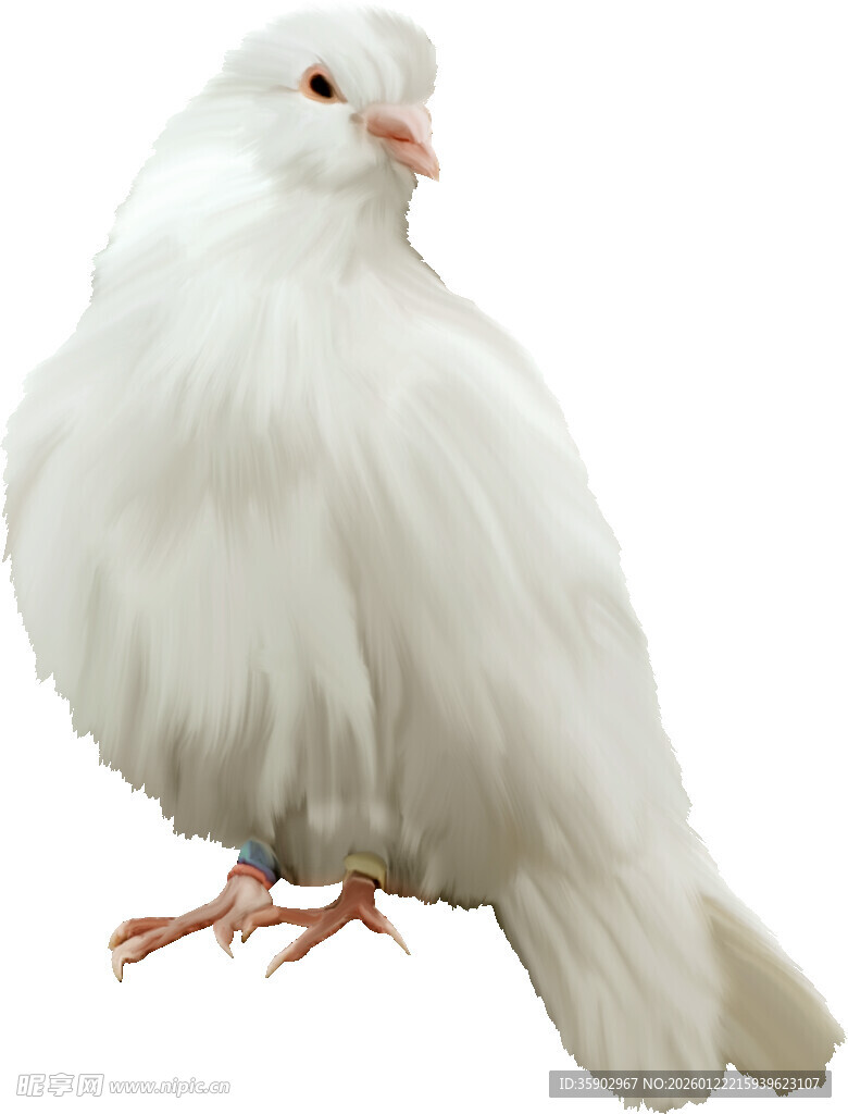 白色蓬松鸽子特写