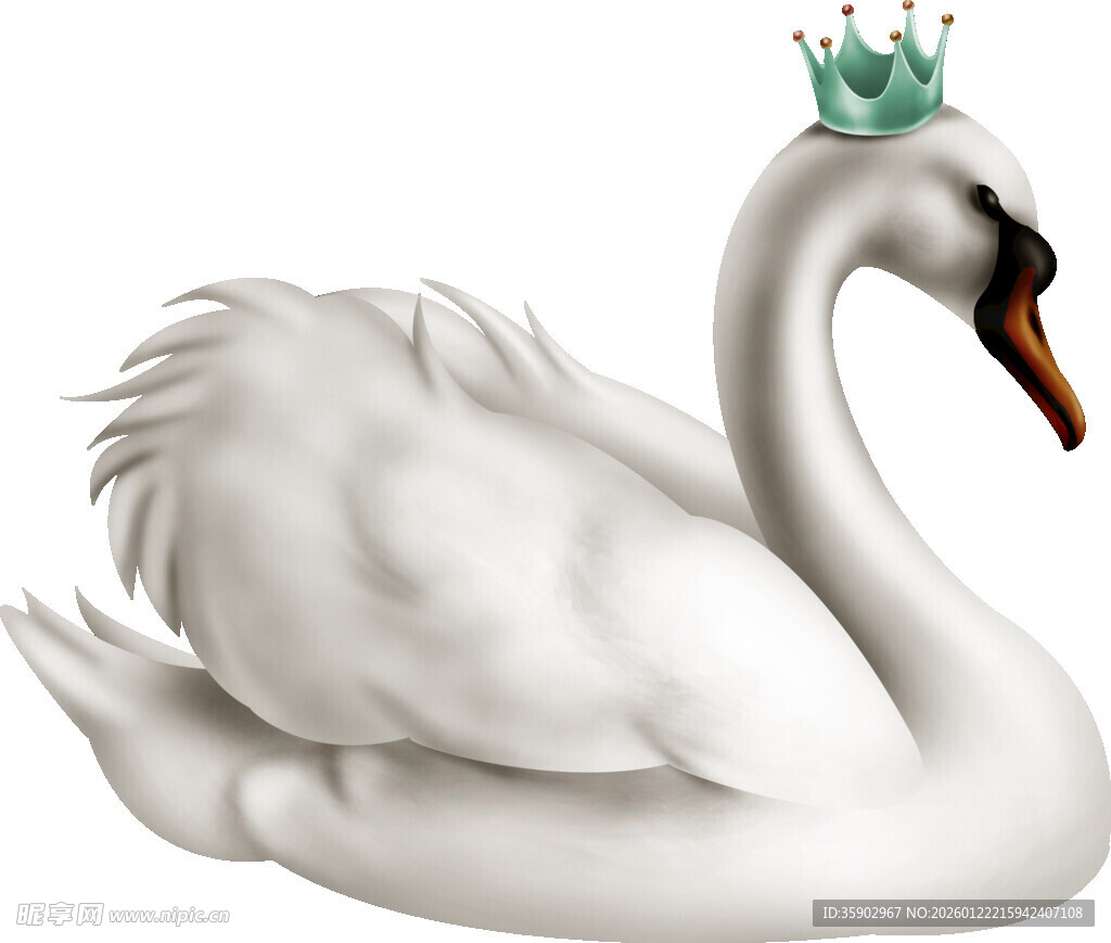 戴皇冠的优雅白天鹅