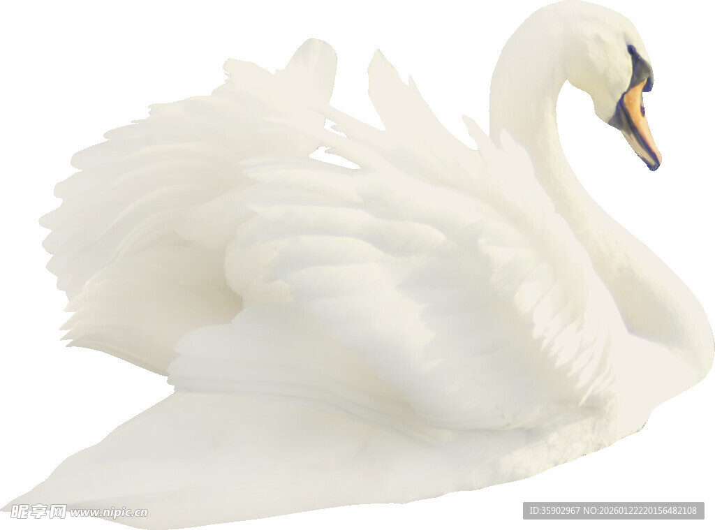 优雅白天鹅摆件