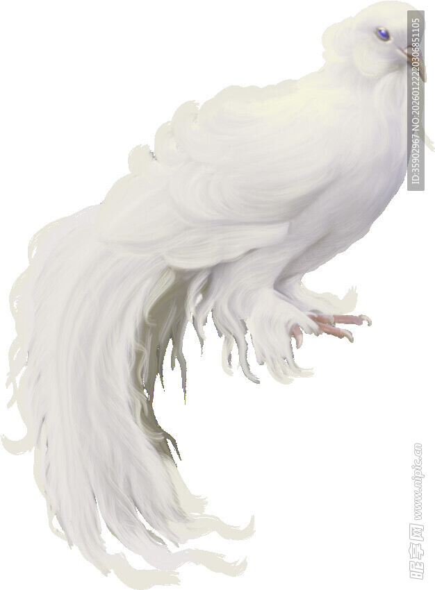 优雅白孔雀尽显高贵之美