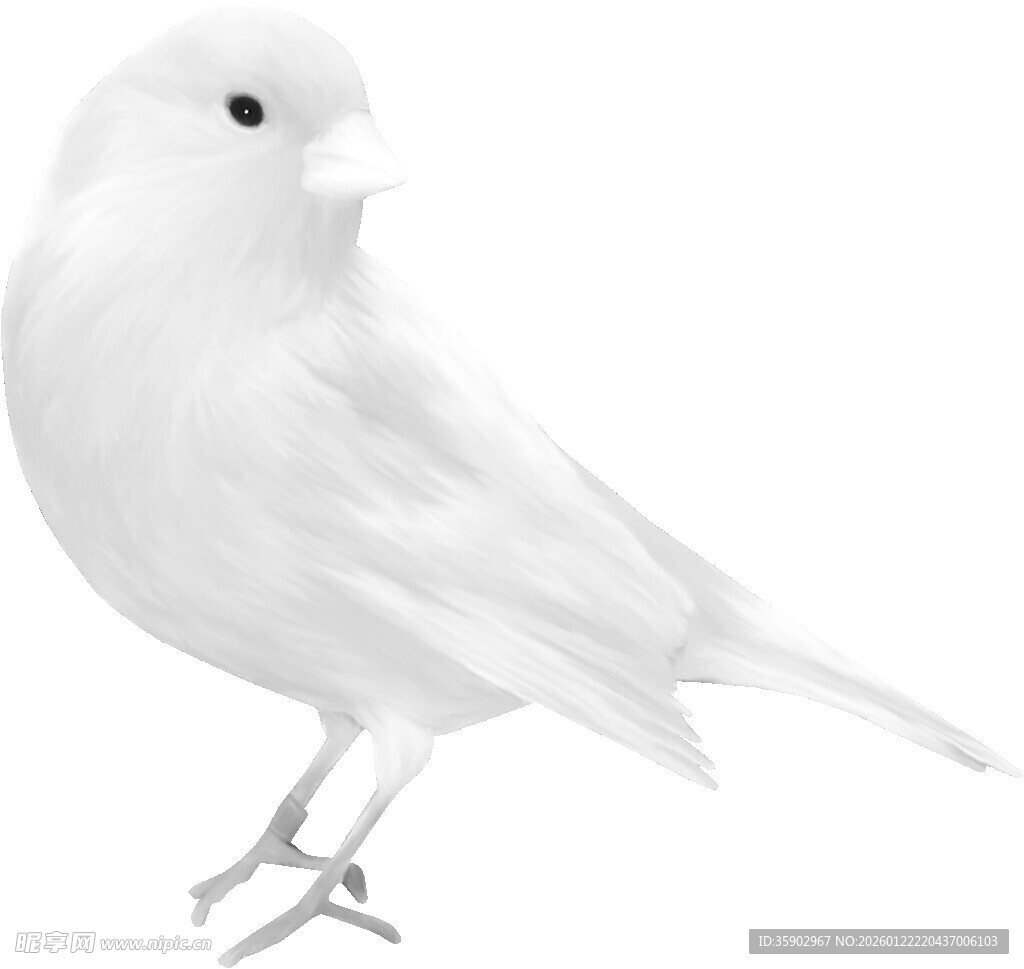 白色小鸟特写