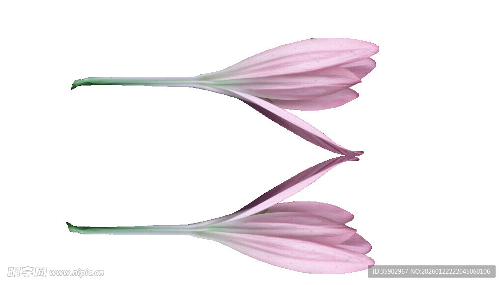 粉色花朵倒影特写