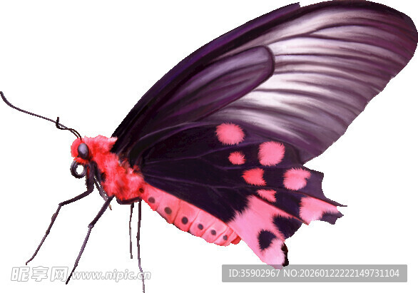 黑红相间蝴蝶特写