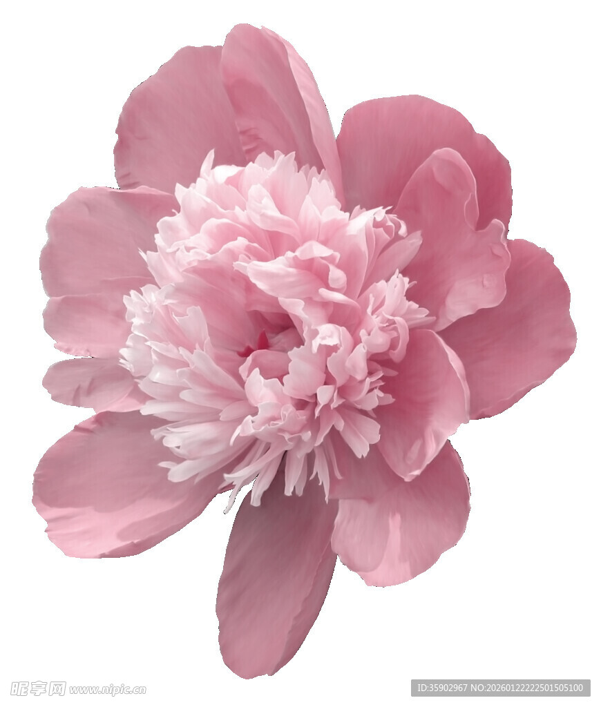 粉色娇艳牡丹花