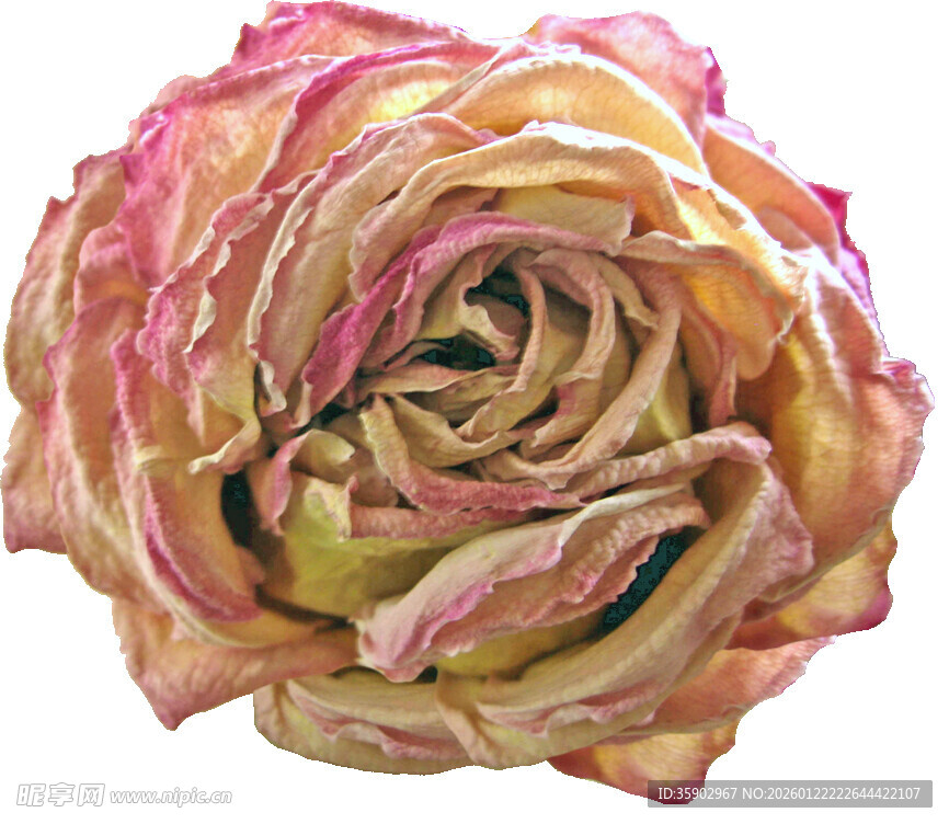 枯萎的多彩月季花