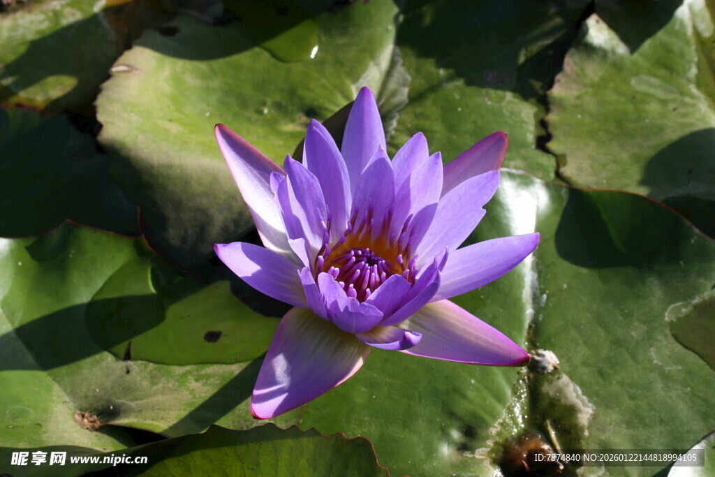 紫色睡莲绽放于绿叶间