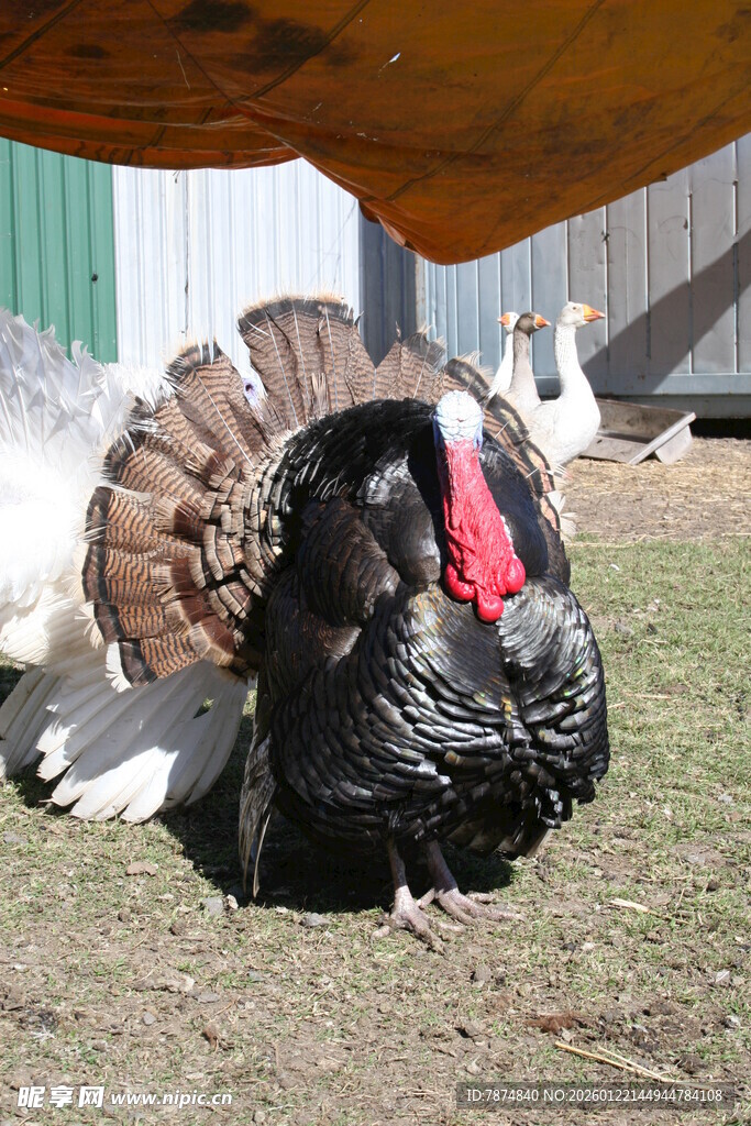 雄火鸡开屏展示美丽羽毛