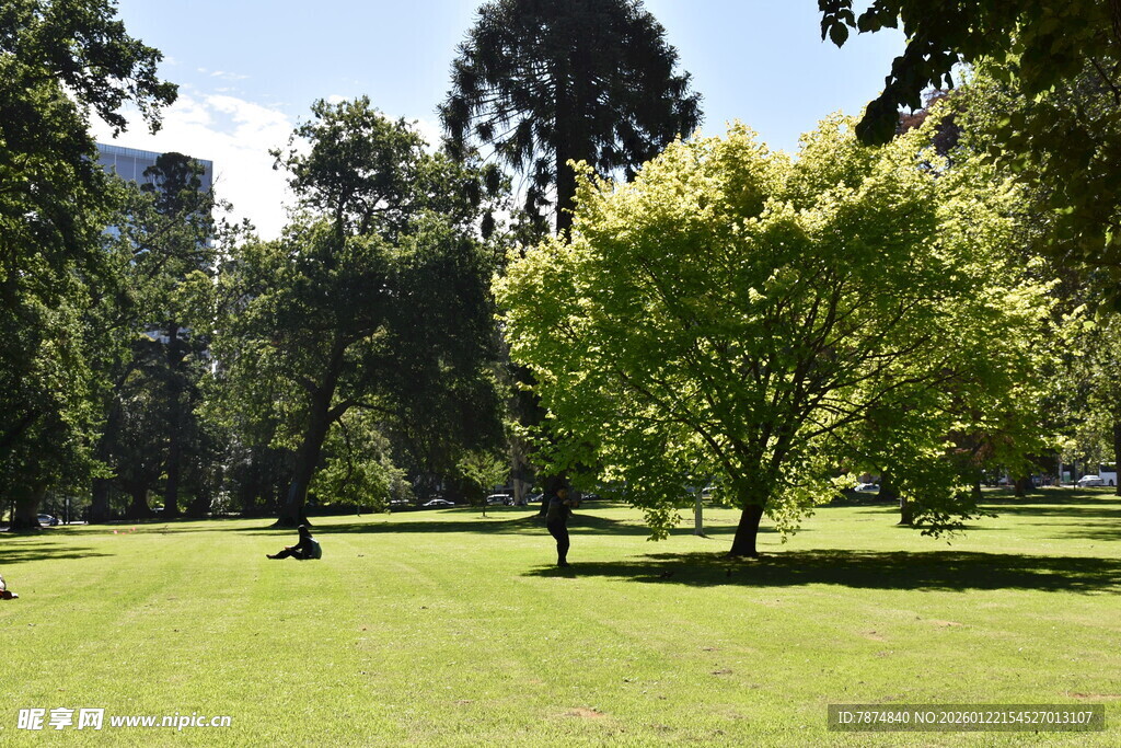 绿意盎然的公园草地景观