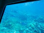 透过车窗看海底世界