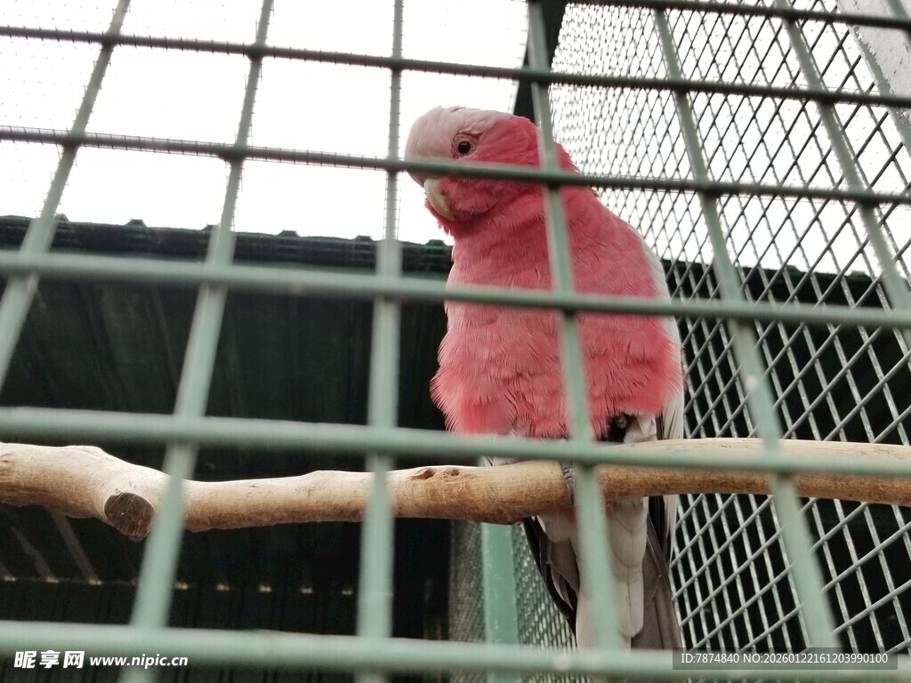 笼中粉色鹦鹉