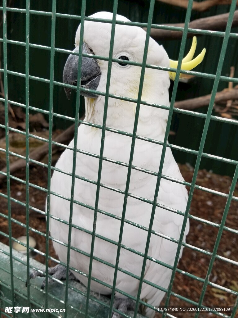 笼中白鹦鹉