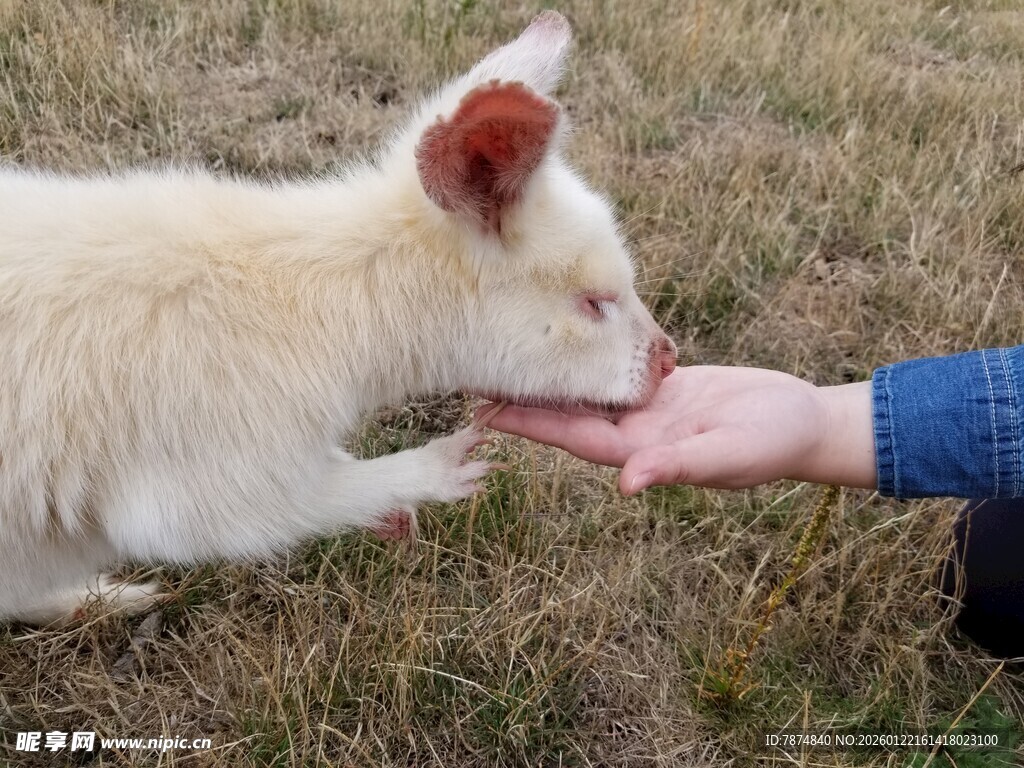 人与小白羊亲密互动瞬间