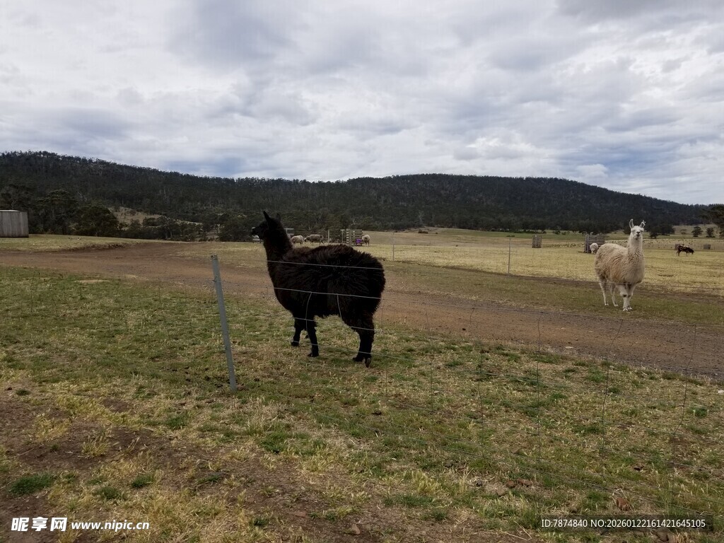 草原上的羊驼与白马