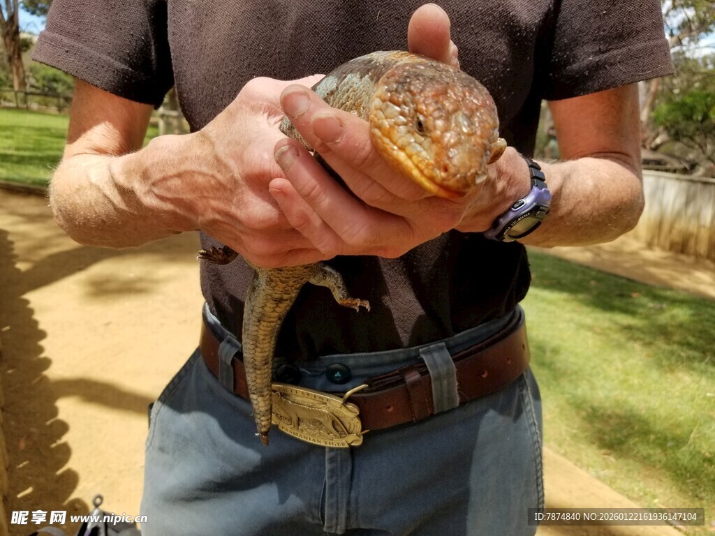 男子手持色彩斑斓的蜥蜴