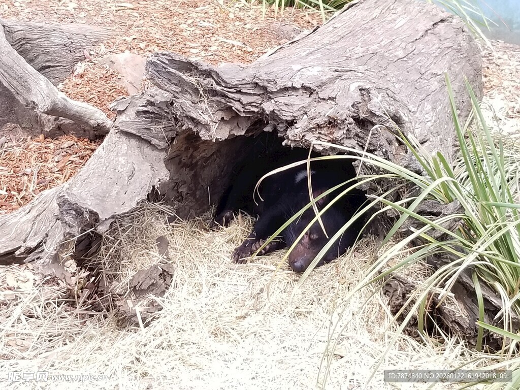 树洞旁的草丛与枯木
