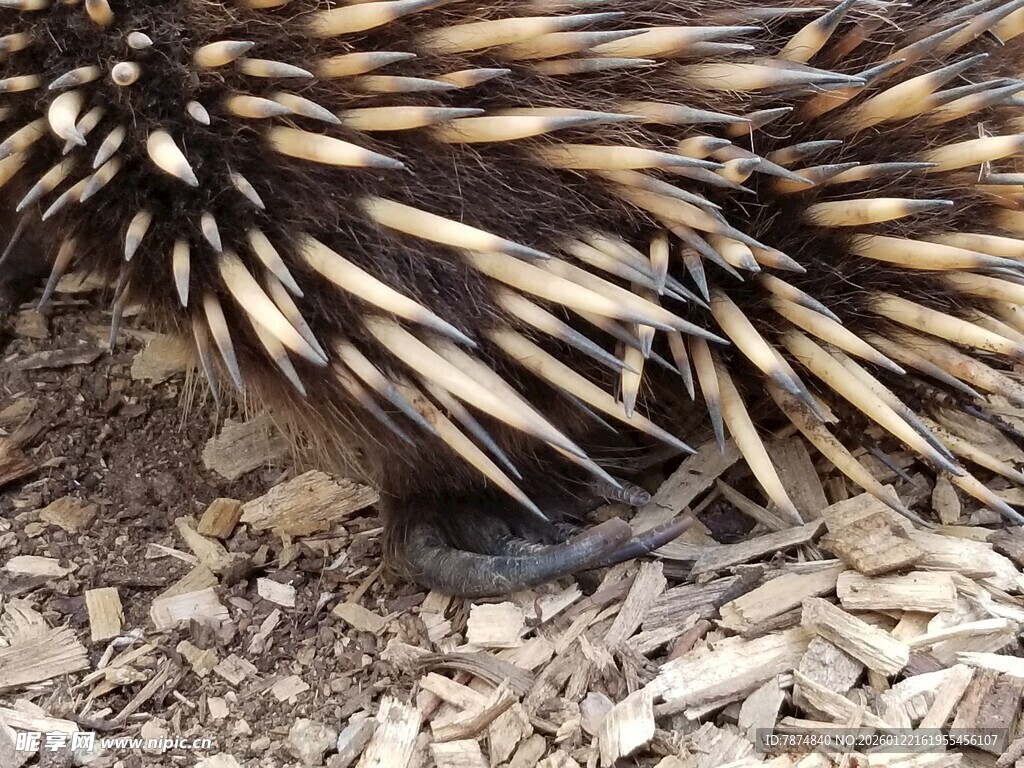 澳洲针鼹特写