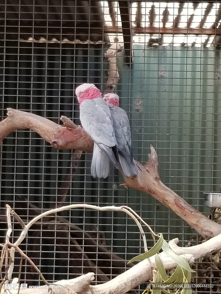 笼中粉红凤头鹦鹉