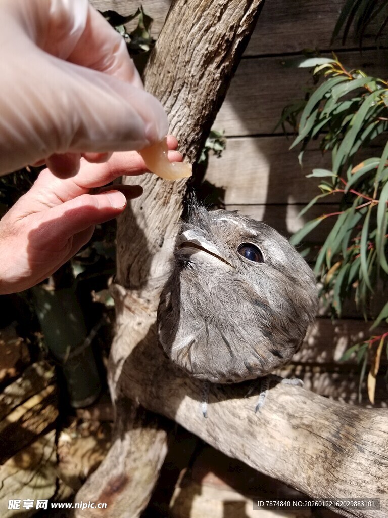 手喂小鸟的温馨瞬间